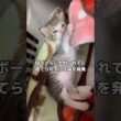 段ボールに入れられてた捨てられた子猫を発見し保護しました #保護猫 #野良猫 #捨て猫 #shorts