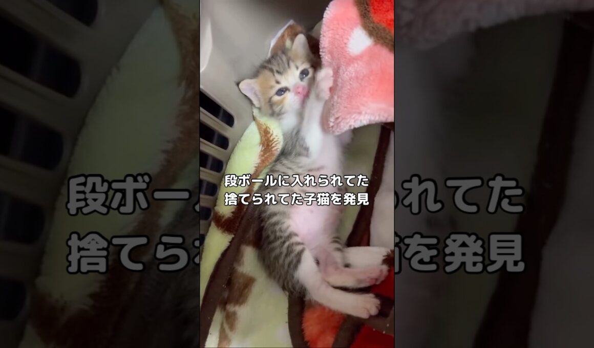 段ボールに入れられてた捨てられた子猫を発見し保護しました #保護猫 #野良猫 #捨て猫 #shorts