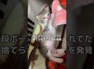 段ボールに入れられてた捨てられた子猫を発見し保護しました #保護猫 #野良猫 #捨て猫 #shorts