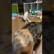 シャムの子ねこパンダくん。ボール遊びしてたら、恐い三毛猫ミックスが来て