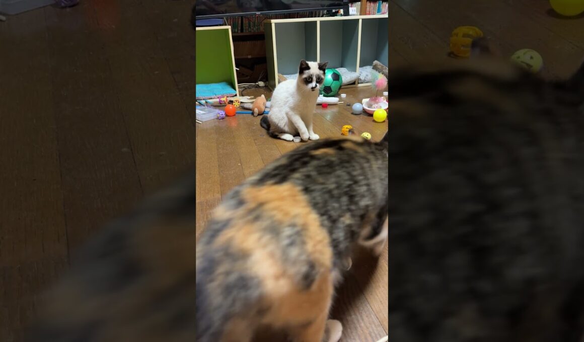 シャムの子ねこパンダくん。ボール遊びしてたら、恐い三毛猫ミックスが来て