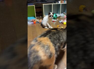 シャムの子ねこパンダくん。ボール遊びしてたら、恐い三毛猫ミックスが来て