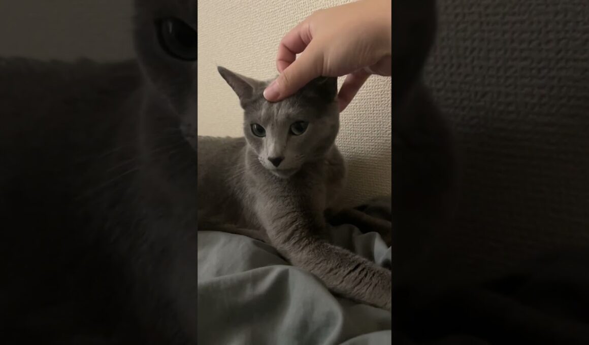 #ロシアンブルー #cat #猫のいる暮らし