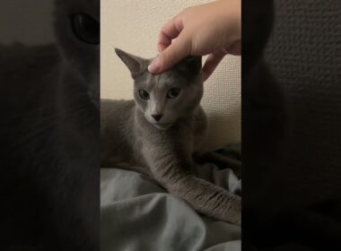 #ロシアンブルー #cat #猫のいる暮らし
