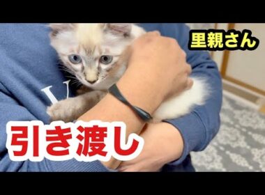 里親さん宅へ保護子猫を引き渡しに行きました【トライアル】