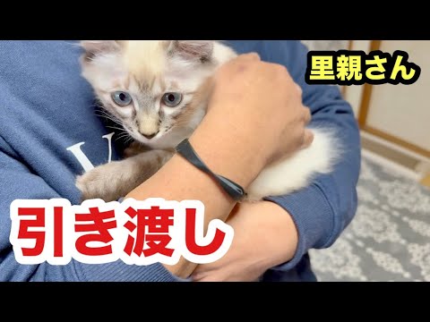 里親さん宅へ保護子猫を引き渡しに行きました【トライアル】