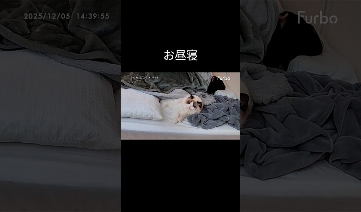 寝返りする度に毛布脱げて困る。#shorts #ラグドール #子猫 #猫のいる生活 #甘えん坊猫 #ぬいぐるみ猫 #ペットカメラ