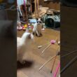 壊れて、糸だけのネコジャラシ。シャムの子ねこパンダくん、ちょこっと、じゃれたが、ボール遊びに
