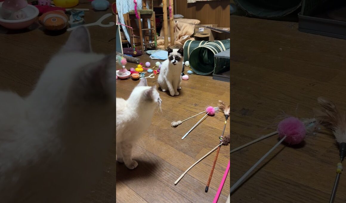 壊れて、糸だけのネコジャラシ。シャムの子ねこパンダくん、ちょこっと、じゃれたが、ボール遊びに