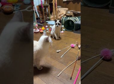 壊れて、糸だけのネコジャラシ。シャムの子ねこパンダくん、ちょこっと、じゃれたが、ボール遊びに