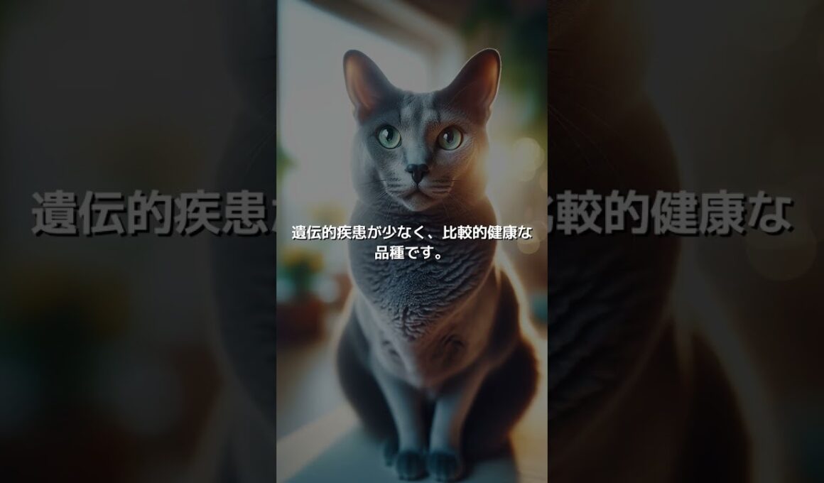 【ねこ図鑑】コラット | #shorts