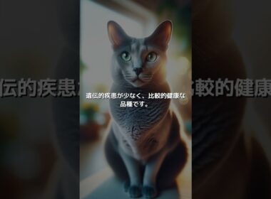 【ねこ図鑑】コラット | #shorts