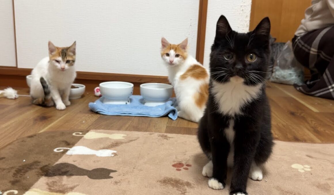 昨日保護した子猫のお披露目と謎の黒猫パーヤン