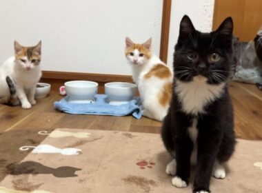 昨日保護した子猫のお披露目と謎の黒猫パーヤン