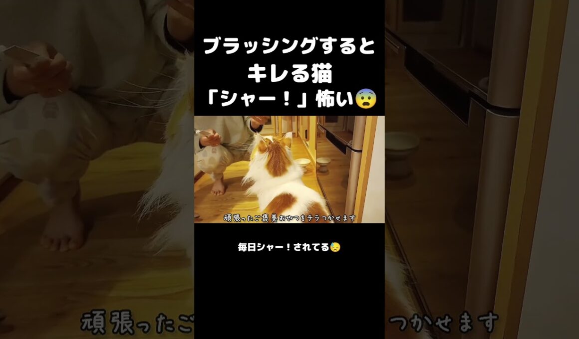 今日のセテさん #メインクーン #ノルウェージャンフォレストキャット #大型猫 #猫のいる暮らし #shorts #cat #mainecoon #catshorts​