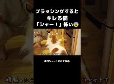 今日のセテさん #メインクーン #ノルウェージャンフォレストキャット #大型猫 #猫のいる暮らし #shorts #cat #mainecoon #catshorts​