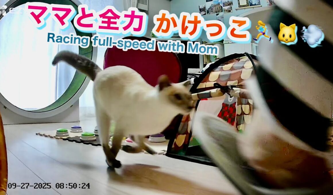 【猫 トンキニーズ】大冒険✨怪しいティッシュ🔍→毛布登り🧗‍♂️→かけっこ対決🏃‍♀️🐱💨!? Cat Adventure✨ Tissue🔍→ Climb🧗‍♂️→ Race🏃‍♀️🐱💨!?