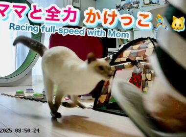 【猫 トンキニーズ】大冒険✨怪しいティッシュ🔍→毛布登り🧗‍♂️→かけっこ対決🏃‍♀️🐱💨!? Cat Adventure✨ Tissue🔍→ Climb🧗‍♂️→ Race🏃‍♀️🐱💨!?