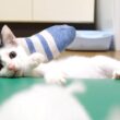 猫じゃらしが好き過ぎる子猫の本能が爆発する？【赤ちゃん猫　保護猫】