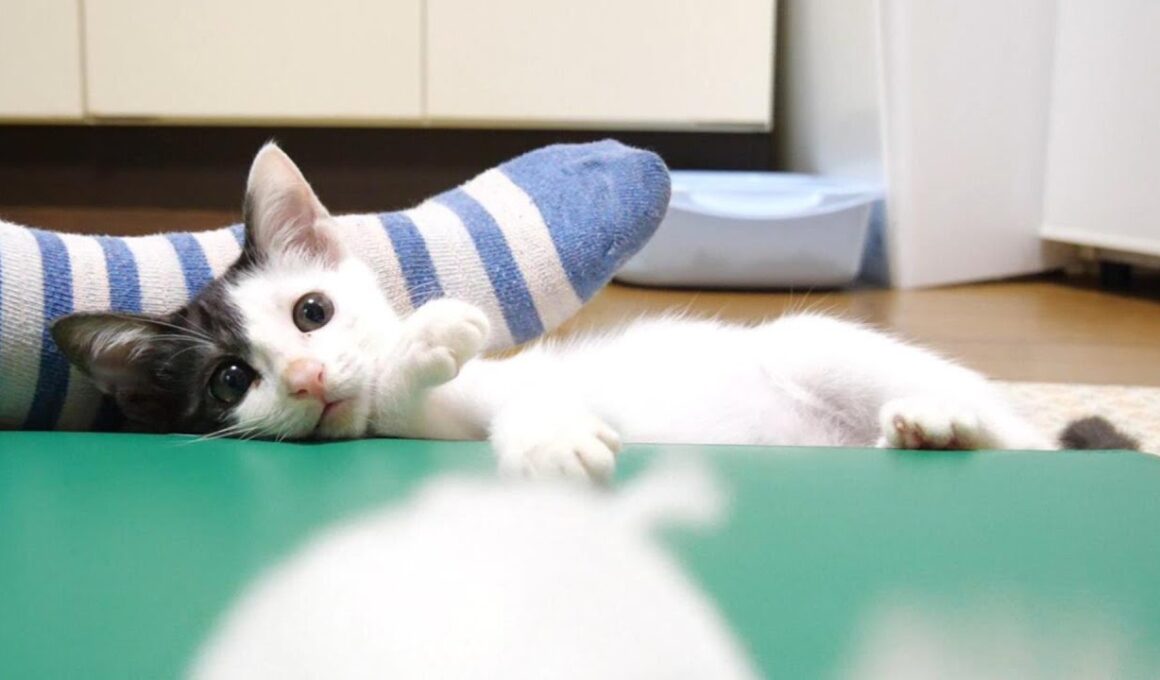 猫じゃらしが好き過ぎる子猫の本能が爆発する？【赤ちゃん猫　保護猫】