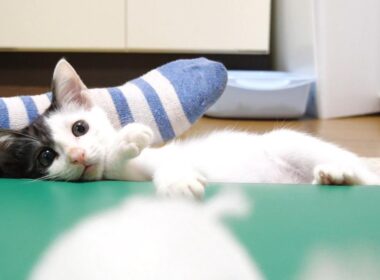 猫じゃらしが好き過ぎる子猫の本能が爆発する？【赤ちゃん猫　保護猫】