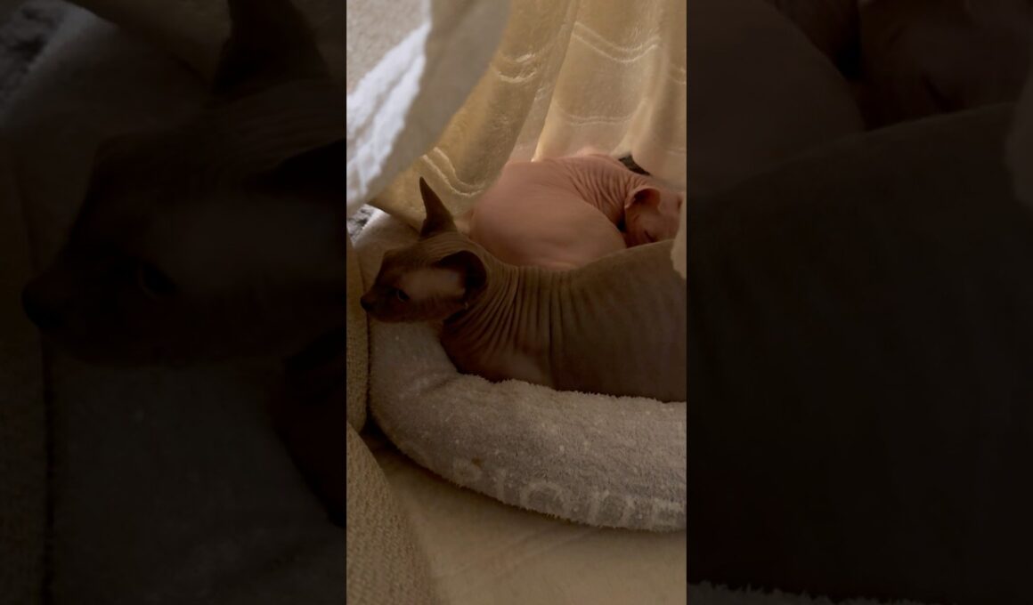 くっついて眠る猫スルタンとアレクサンドラ【スフィンクス】