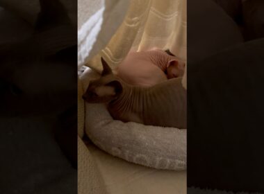 くっついて眠る猫スルタンとアレクサンドラ【スフィンクス】