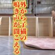 猫部屋の掃除をしていたらまた外から子猫の鳴き声が聞こえてきて…