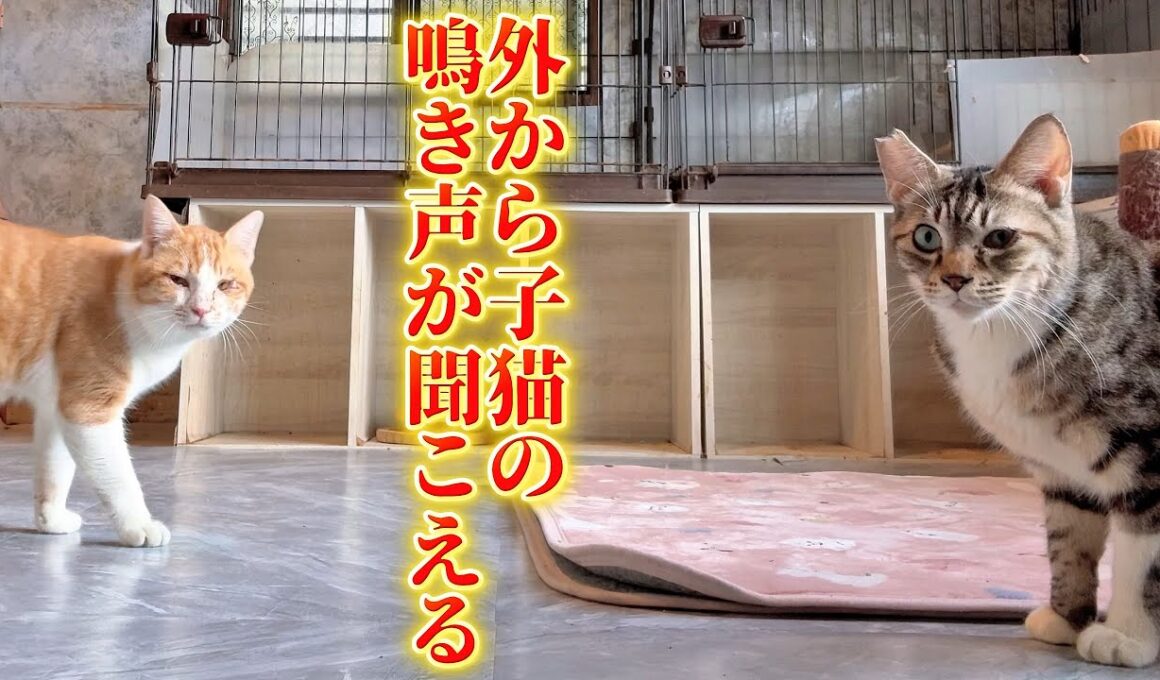 猫部屋の掃除をしていたらまた外から子猫の鳴き声が聞こえてきて…