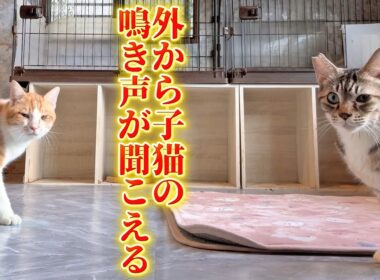 猫部屋の掃除をしていたらまた外から子猫の鳴き声が聞こえてきて…