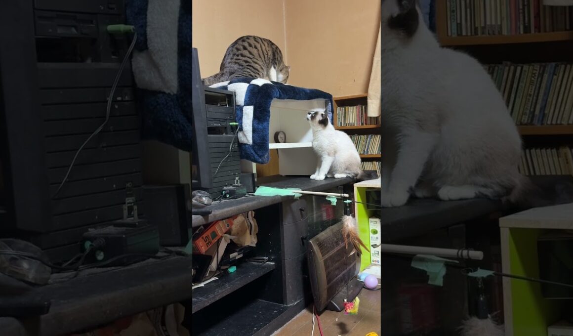 シャムの子ねこパンダ「キジシロのルル、じゃれてくれた」