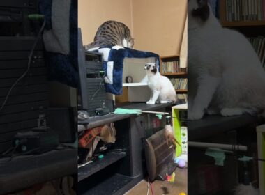 シャムの子ねこパンダ「キジシロのルル、じゃれてくれた」