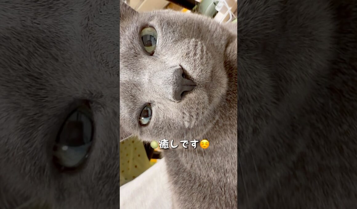 【ロシアンブルー】甘えん坊めろんはお膝の上です🥹【猫】#shorts