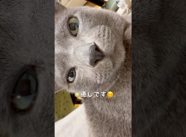 【ロシアンブルー】甘えん坊めろんはお膝の上です🥹【猫】#shorts