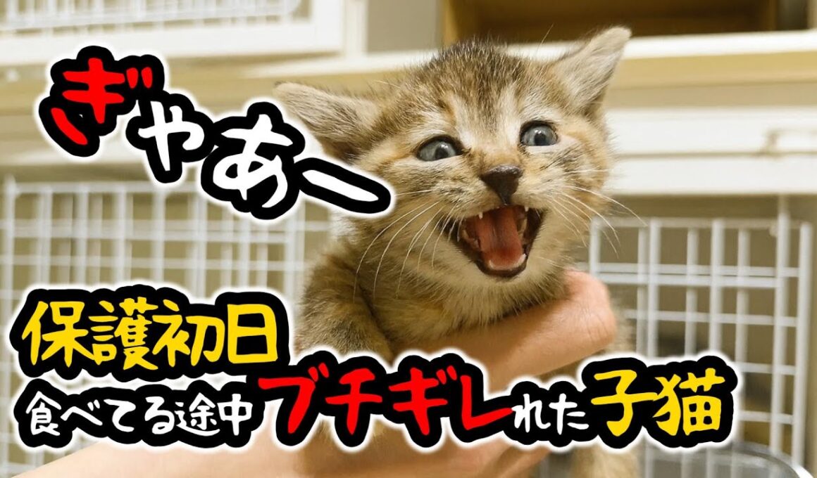 むちむち子猫！ひとりっ子猫で保護される。兄妹猫は見つかるのか？！はじめての離乳食【保護猫生活1日目】