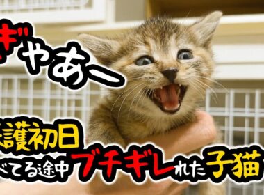 むちむち子猫！ひとりっ子猫で保護される。兄妹猫は見つかるのか？！はじめての離乳食【保護猫生活1日目】