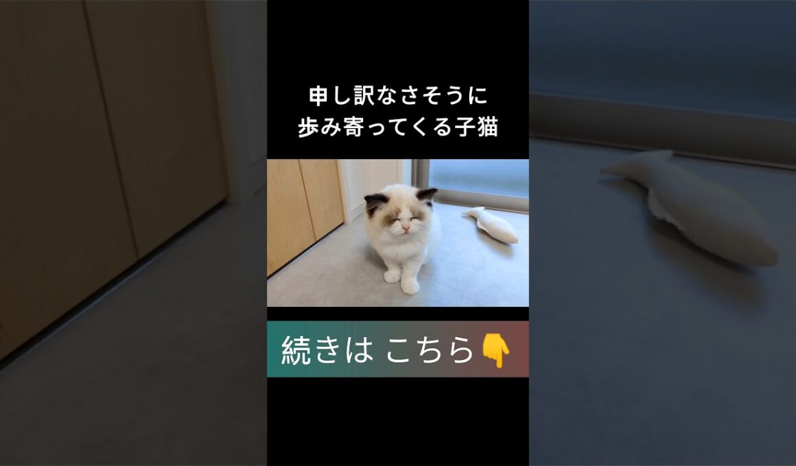 #shorts #ラグドール #子猫 #甘えん坊猫 #ぬいぐるみ猫 #ragdollcat