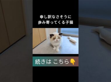 #shorts #ラグドール #子猫 #甘えん坊猫 #ぬいぐるみ猫 #ragdollcat