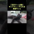 二匹のシャム猫にサンドウィッチされる黒猫ちゃん #猫 #ねこ #cat