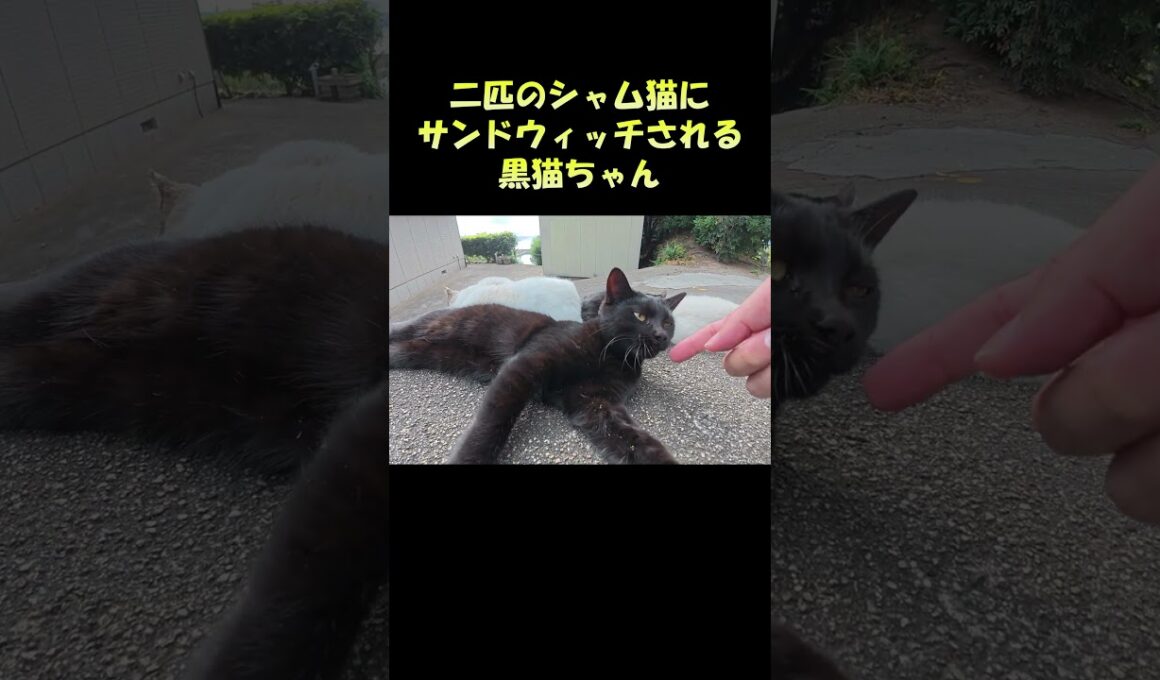 二匹のシャム猫にサンドウィッチされる黒猫ちゃん #猫 #ねこ #cat