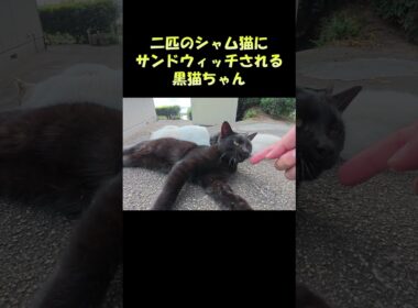 二匹のシャム猫にサンドウィッチされる黒猫ちゃん #猫 #ねこ #cat