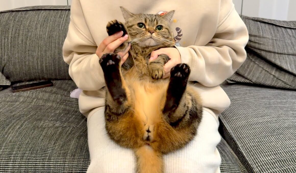 お風呂が沸いたのを知らせてくれる猫【メル】