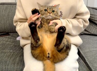 お風呂が沸いたのを知らせてくれる猫【メル】