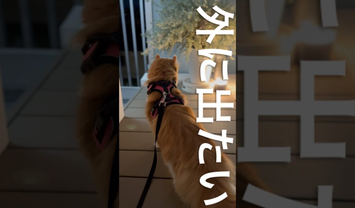 外に出たいらしい　#cat #アメリカンカール #猫のいる暮らし #猫