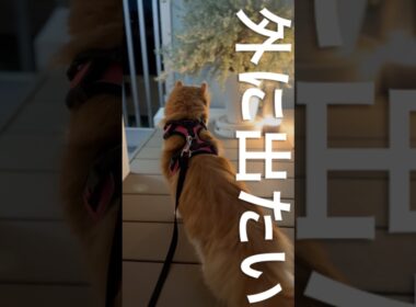 外に出たいらしい　#cat #アメリカンカール #猫のいる暮らし #猫