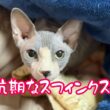 スフィンクス猫と暮らしてみませんか？