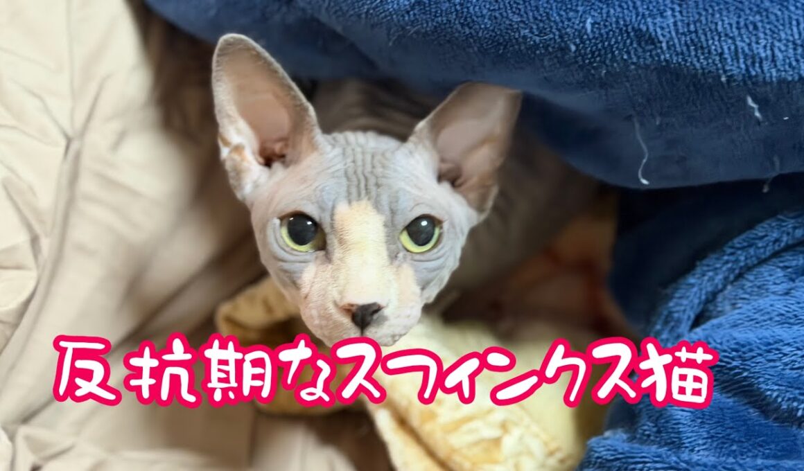 スフィンクス猫と暮らしてみませんか？