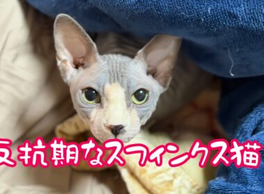 スフィンクス猫と暮らしてみませんか？