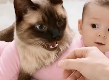 赤ちゃんを自分の子猫のように守るママ猫