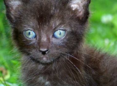 Siamese, Balinese, and Havana Brown